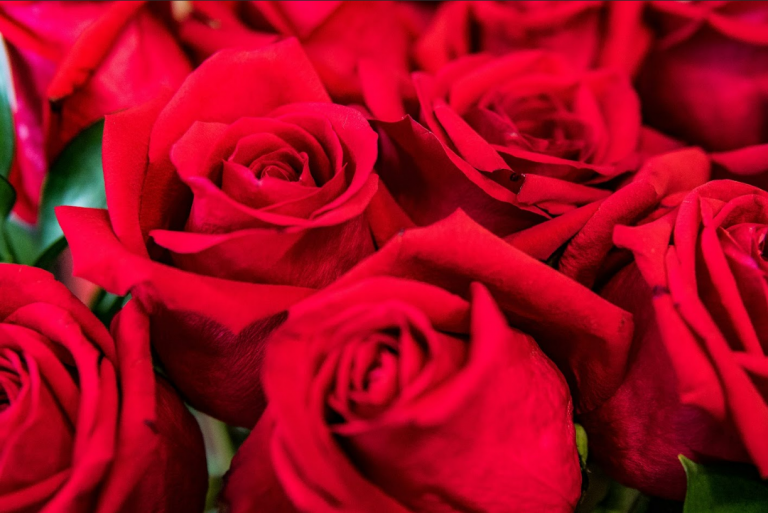 ดอกกุหลาบสีแดงสดหลายดอก