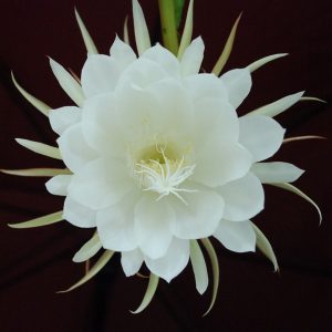 ดอกไม้แพงที่สุดในโลก คือ ดอกคาดูปูล หรือ Kadupul Flower