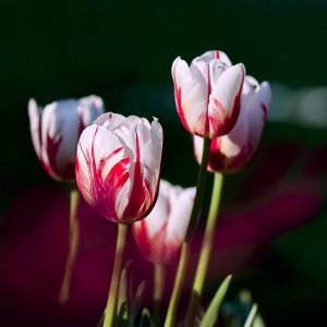 ดอกไม้ที่แพง อันดับ 4 ดอกทิวลิปสายพันธุ์ไวซ์เซอรอย หรือ Viceroy Tulip