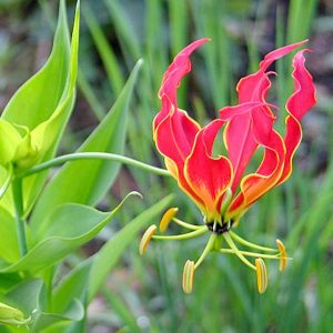 ดอกไม้ที่แพงที่สุดอันดับที่ 7 ดองดึง หรือ Gloriosa Lily